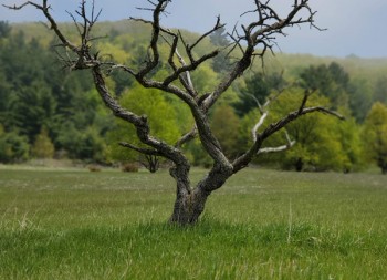 OneidaFarm-LonelyTree-KatDakota